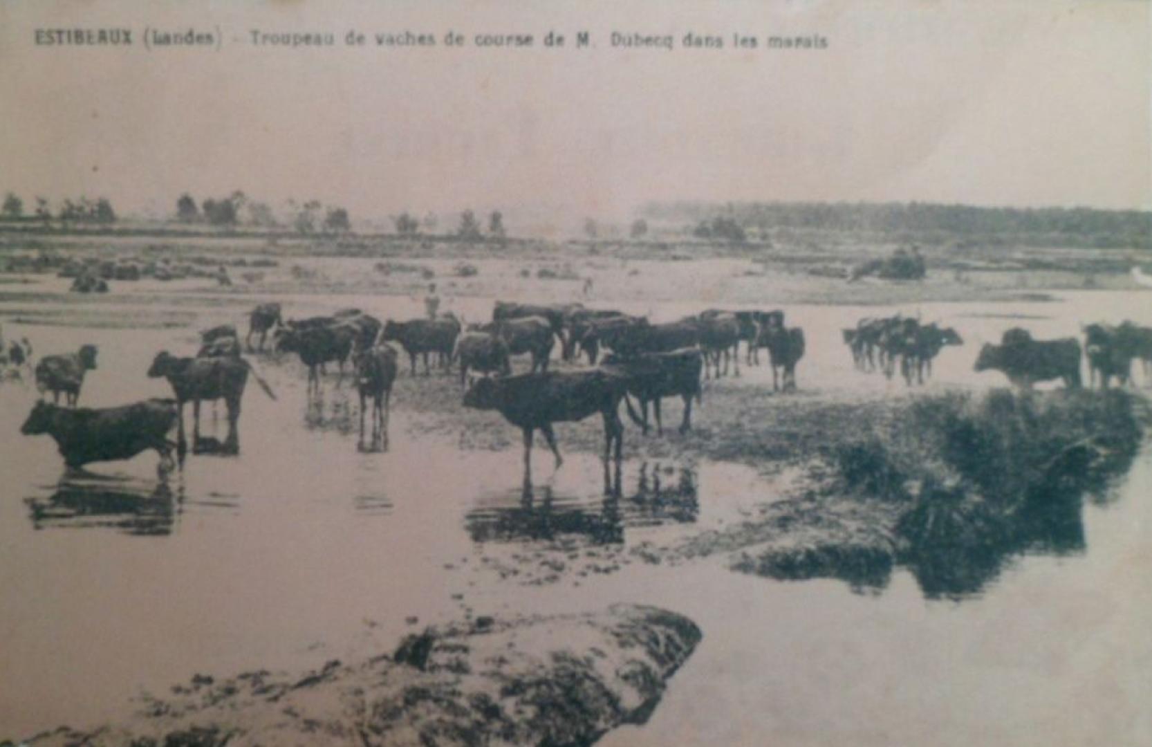 Troupeau de vaches de course (M. Dubecq)